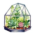 Lush Green and Pink Succulent Garden inside a Hexagonal Glass Container Watercolor Painting Royalty Free Stock Photo